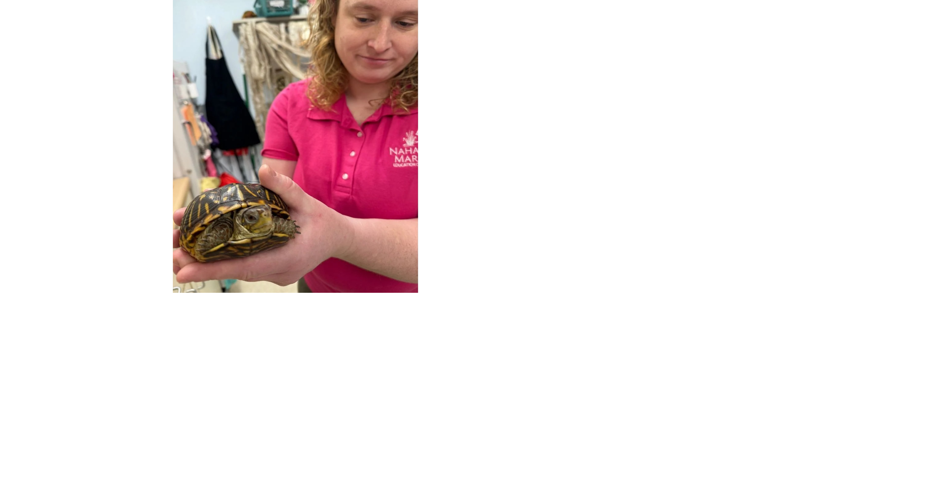 Nahant turtle gets lifesaving surgery; donors come through with $8,000