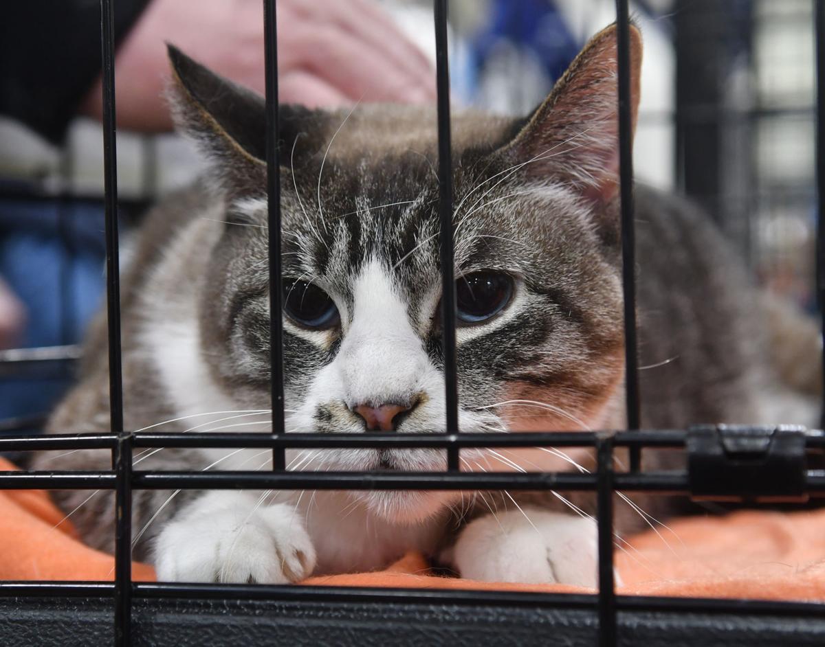 Photos Humane Society Of Scott County Speed Dating At Petsmart