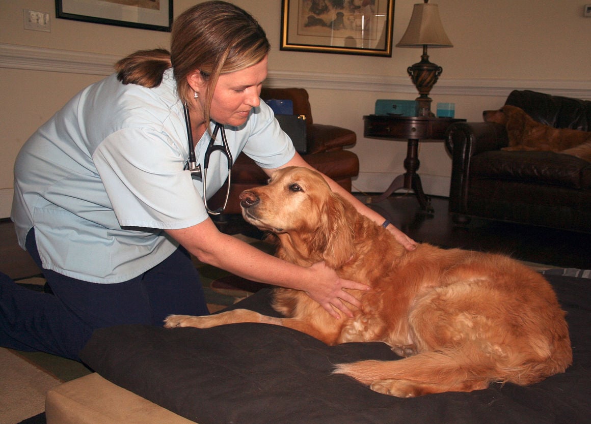 ‘Her house, her bed, all at peace.’ In-home pet hospice eases pain for animals and their people