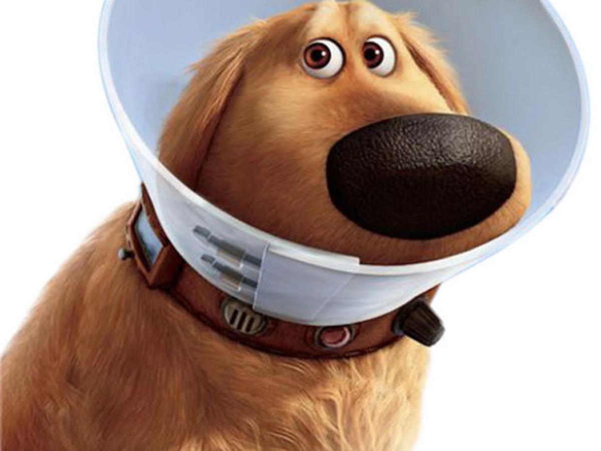 Speak Boy A Distracted Discussion With Dug The Dog Life Qconline Com Speak Boy A Distracted Discussion With Dug The Dog Life Qconline Com