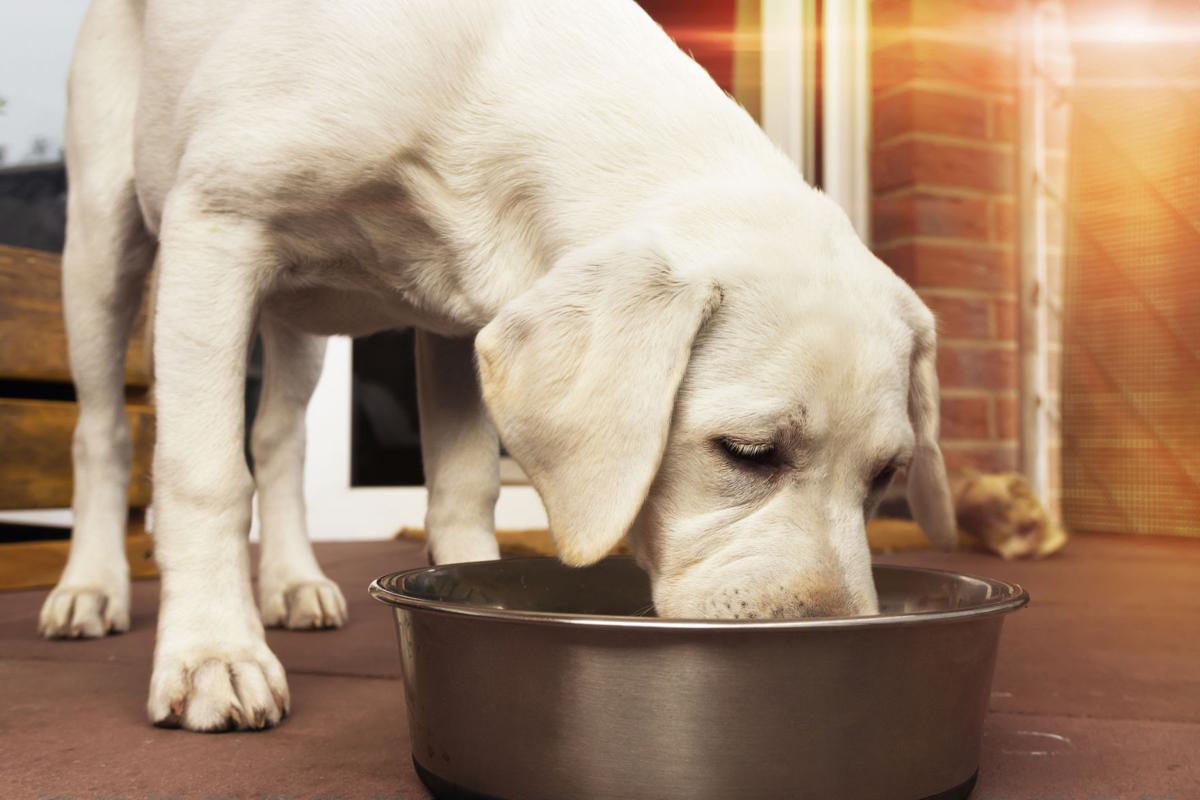 When dogs gulp their food — medical issue or personality?