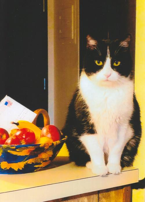 The Legend Of A Cat Named Zorro Pets Qconline Com