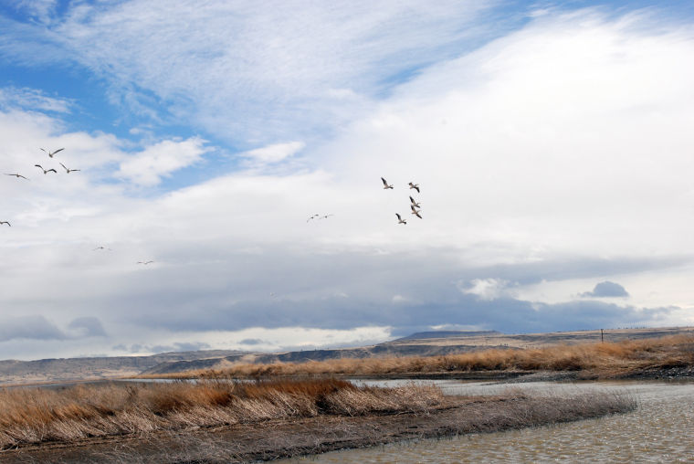 Scarce water spreads disease on waterfowl refuge