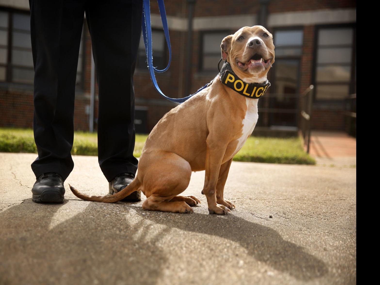 program rescues pit bulls for expanding