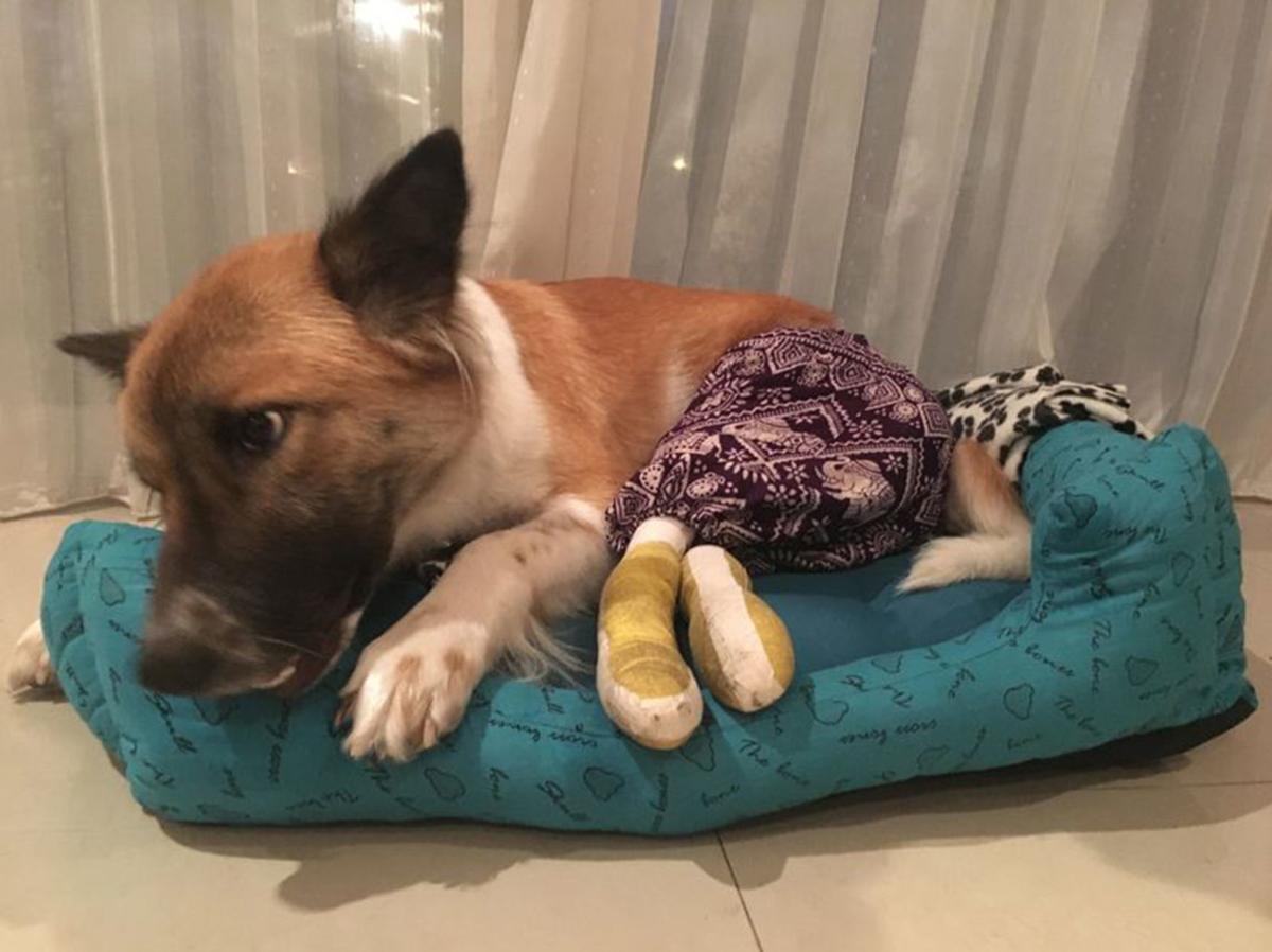 She Had This Fighter Spirit Dog Finds Forever Home In Huntington