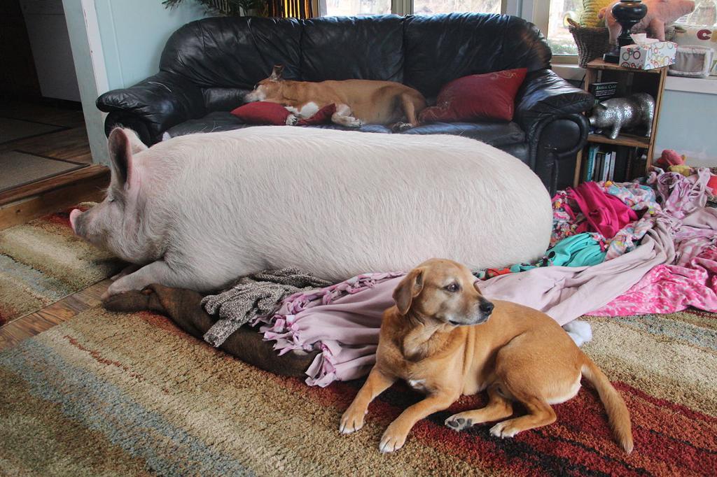 Pigs Can Make Great Pets But Are Not For Everyone Life
