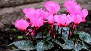 Valentine’s Day is not just about roses | Residence & Backyard garden