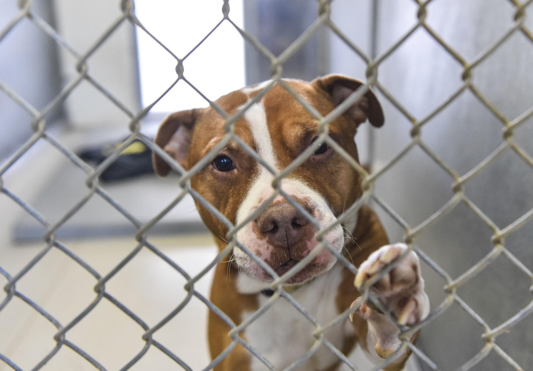 Fewer animals adopted out of Rock Island County Animal Shelter | Local Fewer animals adopted out of Rock Island County Animal Shelter | Local