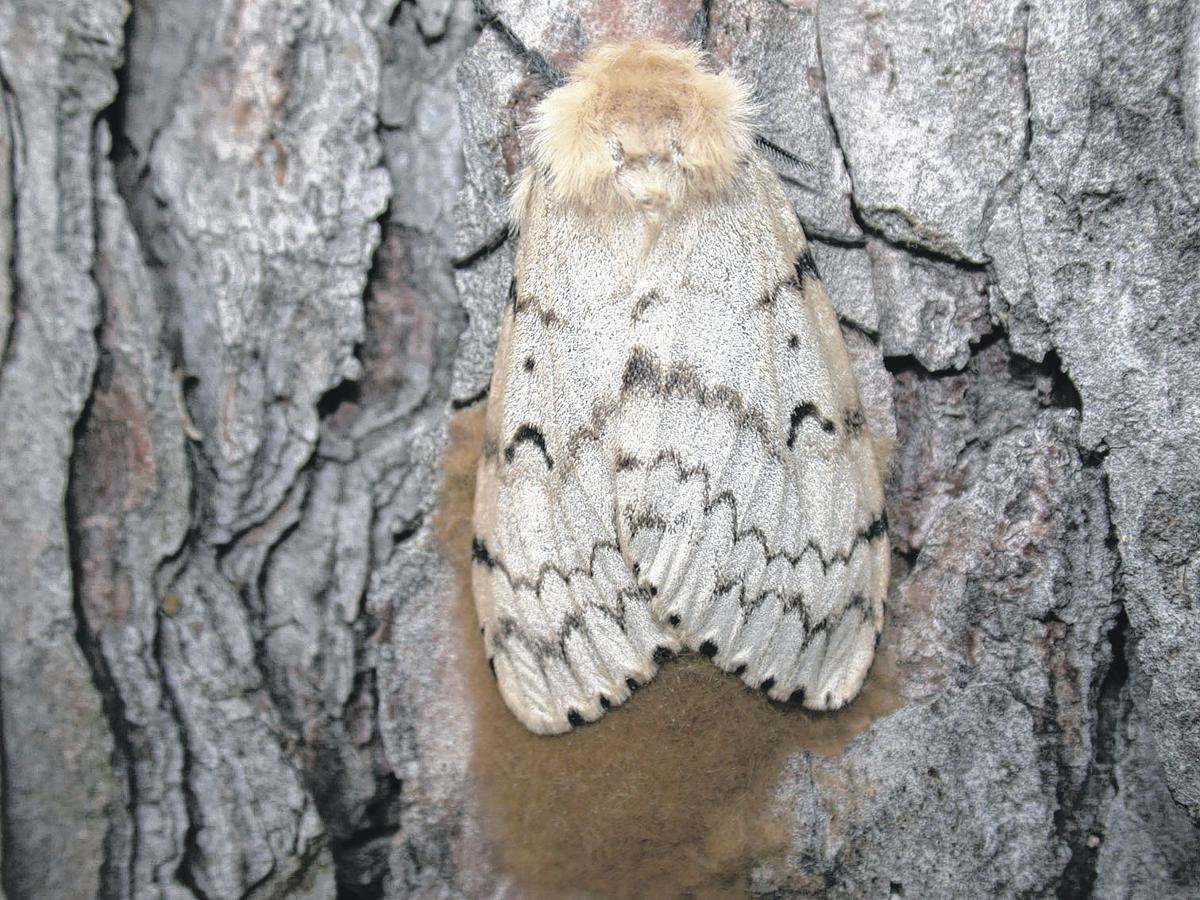 4 more counties placed under gypsy moth quarantine