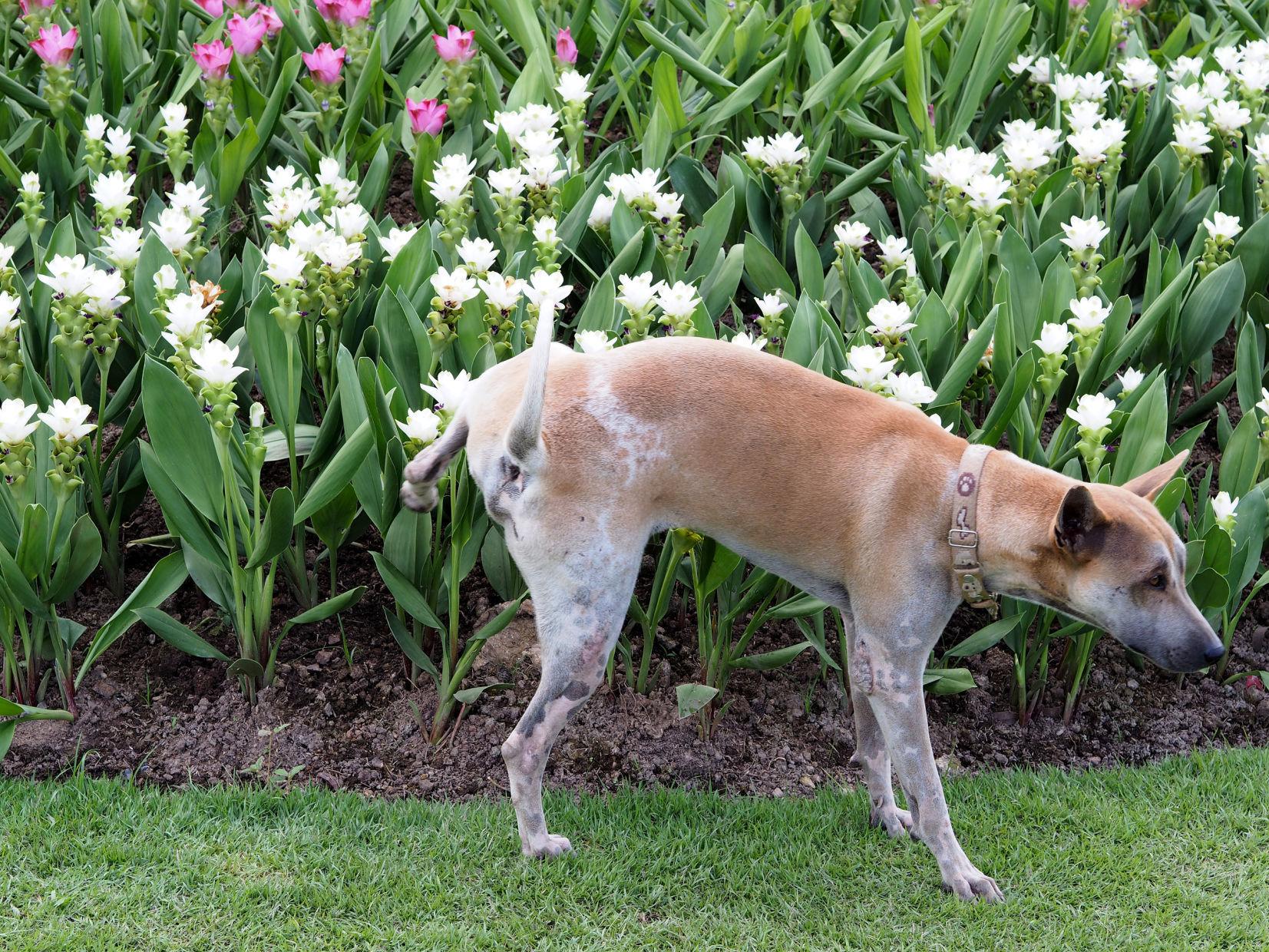 How To Stop Dogs From Peeing On The Lawn And Killing The Grass Pets Qconline Com How To Stop Dogs From Peeing On The Lawn And Killing The Grass Pets Qconline Com