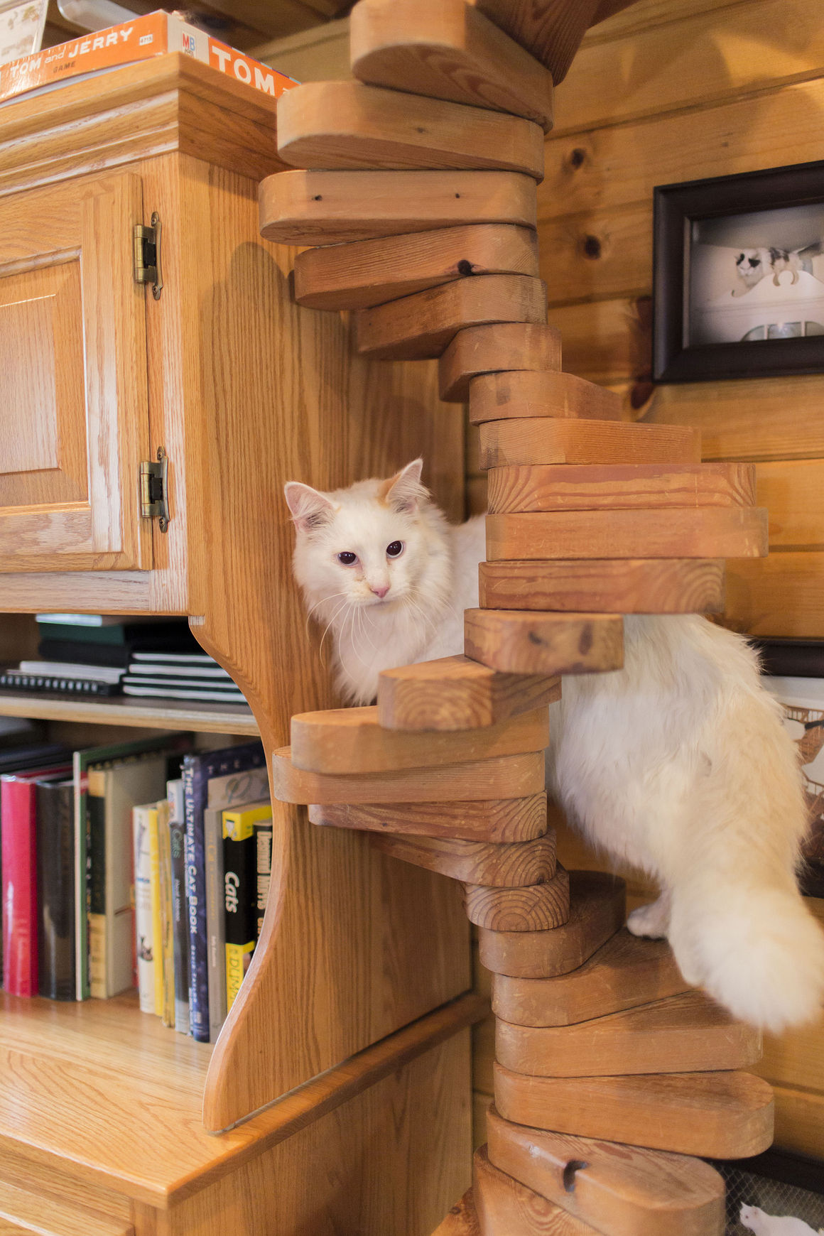 Catify to Satisfy Simple Solutions for Creating a Cat-Friendly Home