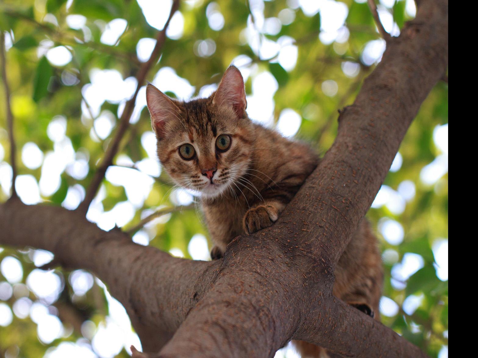 Why Do We Say Cats Have Nine Lives Pets Qconline Com