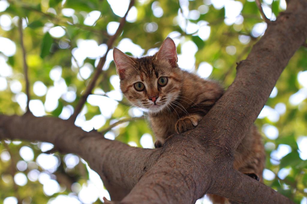 Why do we say cats have nine lives? | Pets | qconline.com