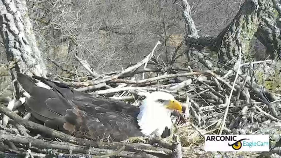 First eagle egg appears in Arconic nest
