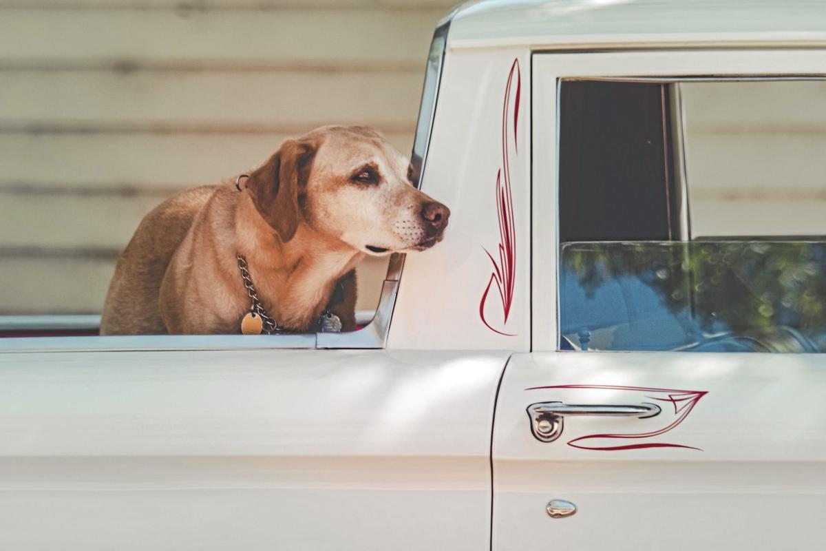 _adult-yellow-labrador-retriever-at-the-back-of-pickup-truck-917106_CMYK.jpg