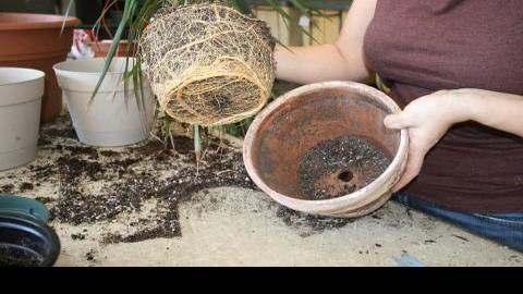 Are your houseplants yellowing, producing brown edges? | Home & Yard