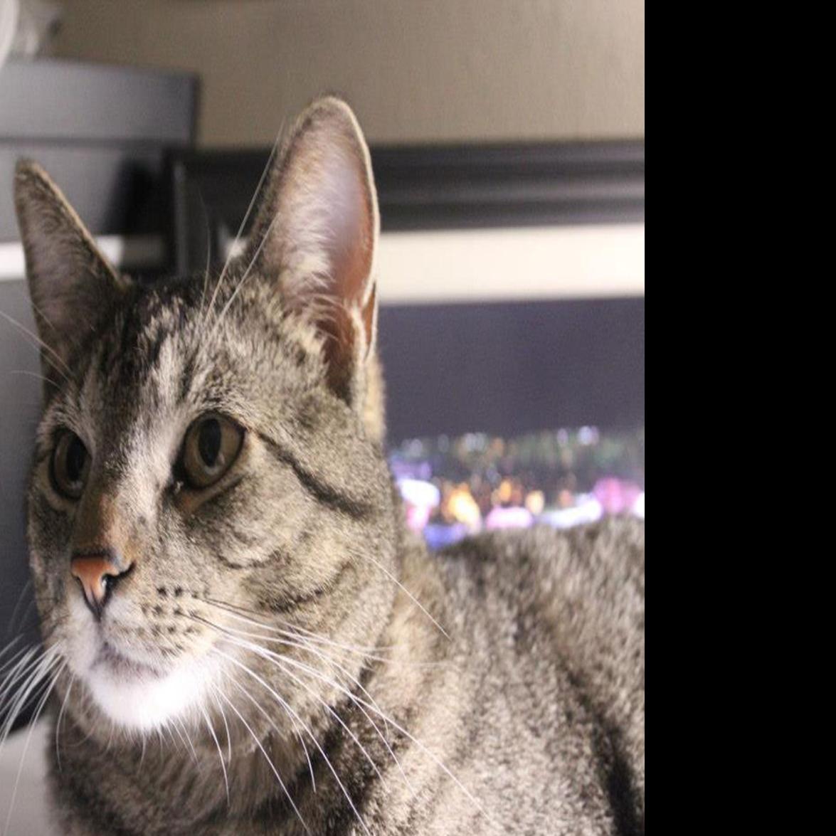 Gabriel The Cat Brings Comfort And Joy Life Qconline Com