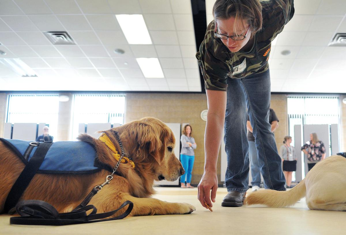 therapy dog training near me