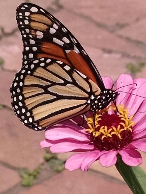 butterfly
