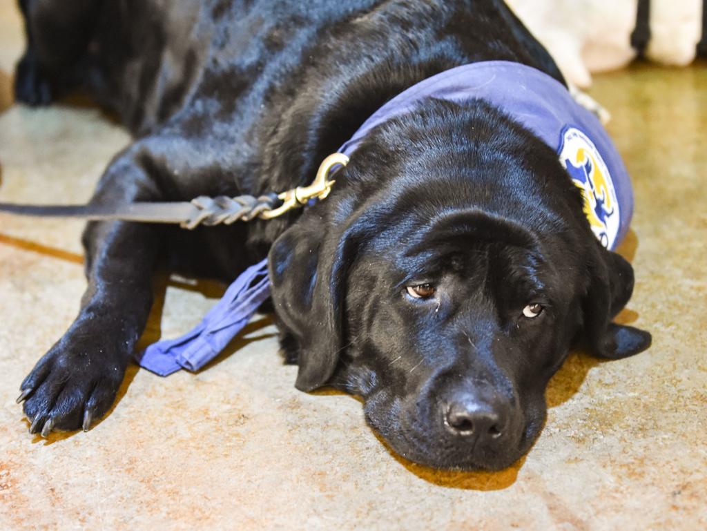 New Study Suggests Service Dogs Can Impact Psychosocial Health Of