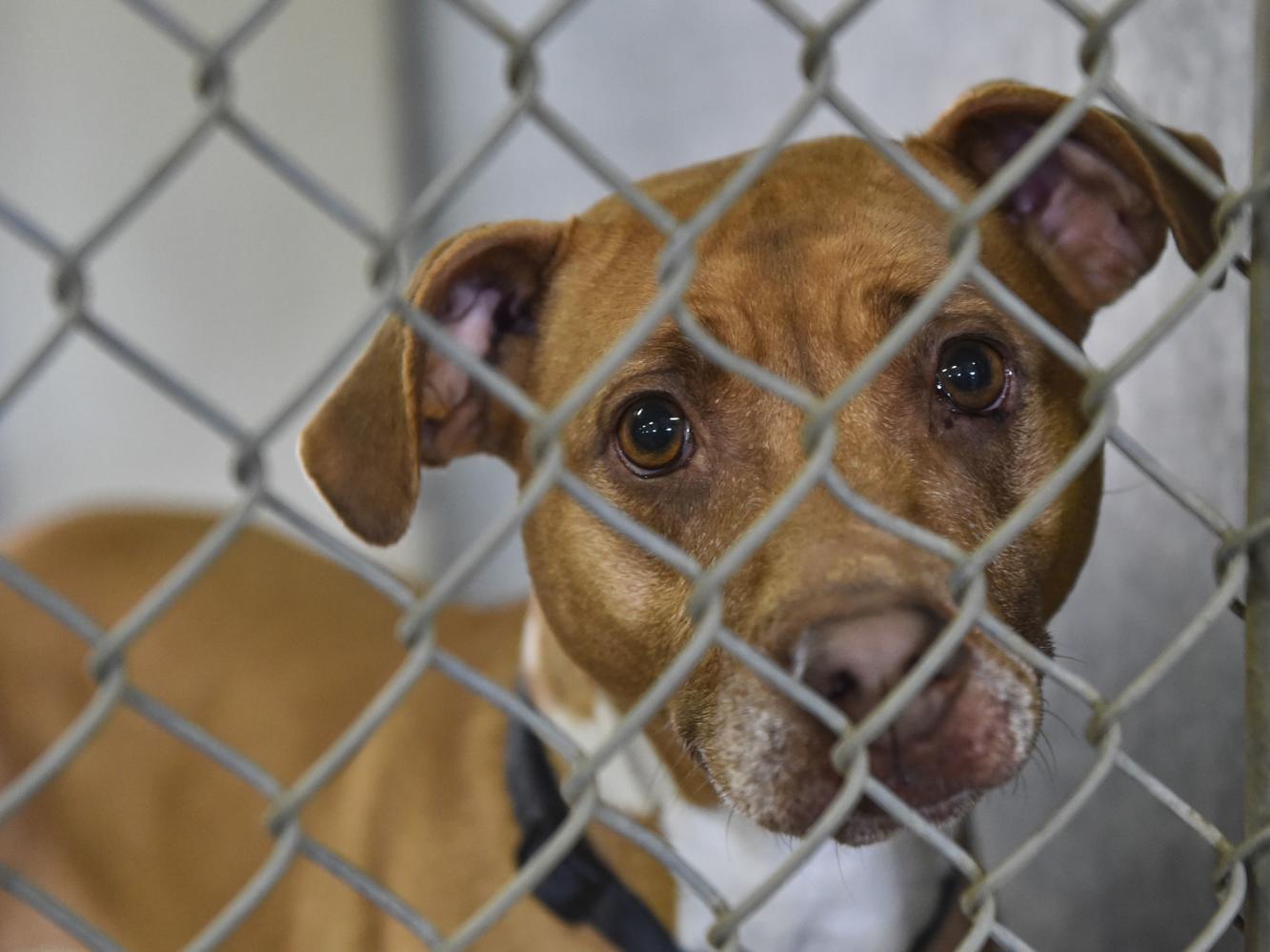 Top Rock Island County Animal Shelter of the decade The ultimate guide 