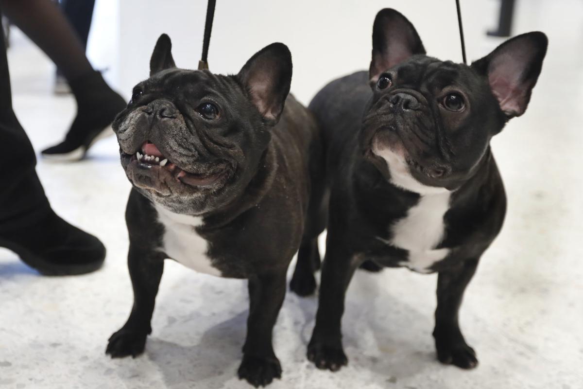 The Labrador Retriever Reigns As Chicago S Most Popular Breed Pets Qconline Com