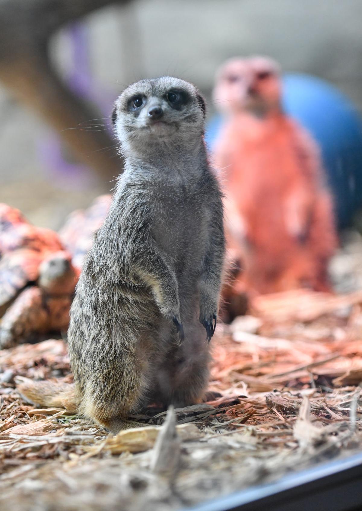 Niabi Zoo animals ready for opening day