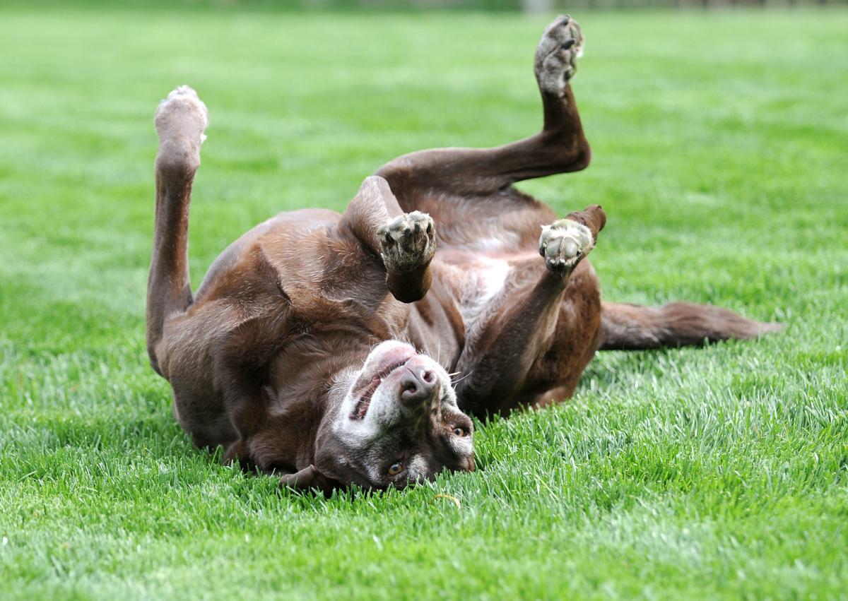 Why Does My Dog Dive Into The Grass And Wiggle On His Back Pets Qconline Com