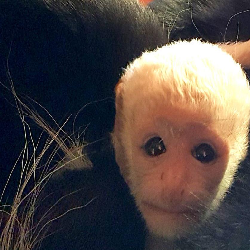 Niabi Zoo Welcomes Baby Monkey Local News Qconline Com
