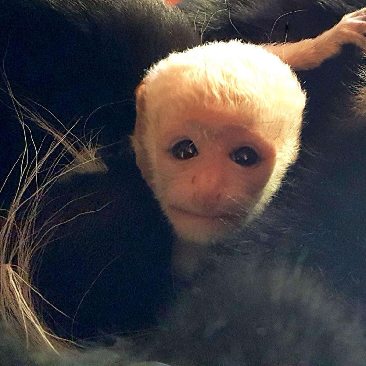 Niabi Zoo Welcomes Baby Monkey Local News Qconline Com Niabi Zoo Welcomes Baby Monkey Local News Qconline Com