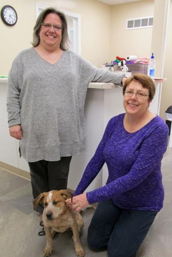New Geneseo shelter welcomes dogs, cats New Geneseo shelter welcomes dogs, cats