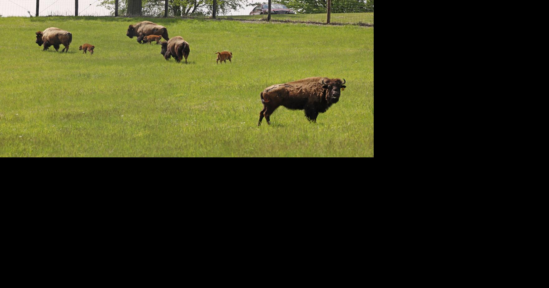 Photos: New bison and their calves roam the Buffalo Bill Cody Homestead