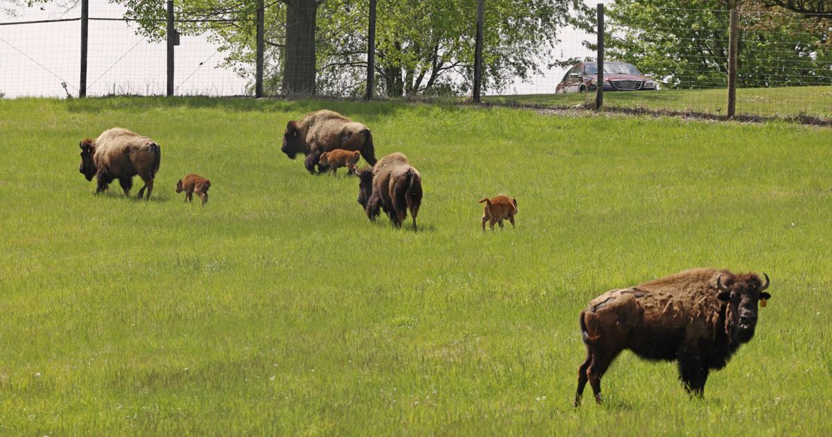 Buffalo Homestead Program Photos: New bison and their calves roam the Buffalo Bill Cody Homestead