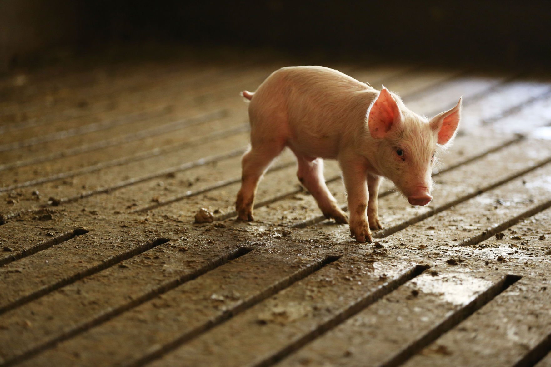 Silver Pig Design Tie Clip Farmer Farm Animal Pigs Boar Pork Farming Boars New