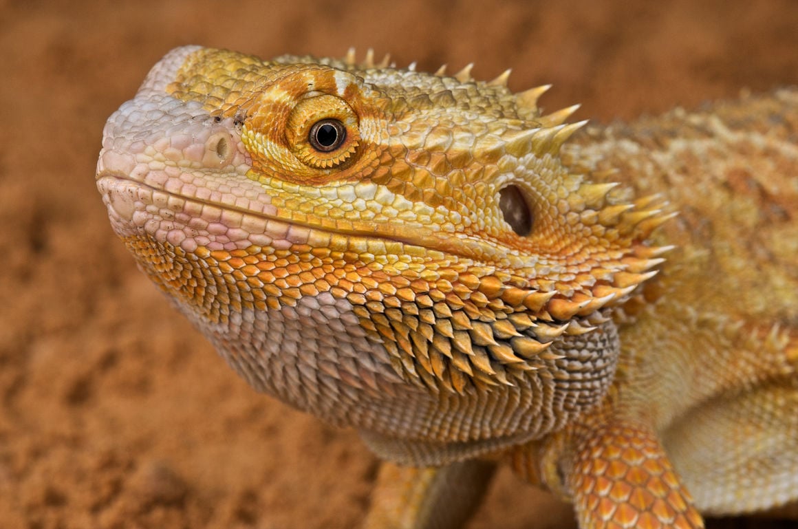 Bearded Dragon Care  Animal Health Topics / School of Veterinary Medicine