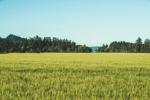 Skagit Valley 2