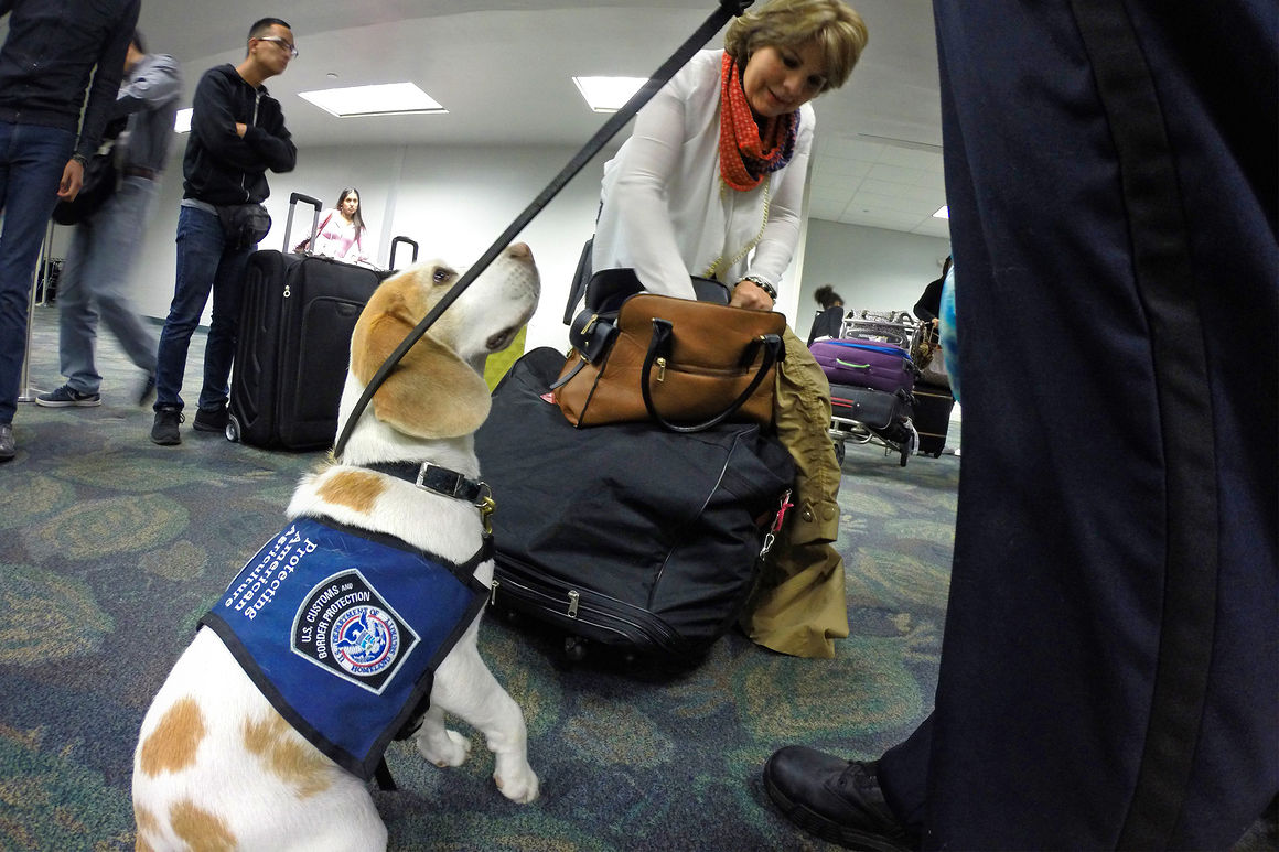 Beagle Brigade to the rescue Pound puppies grow up to work security at