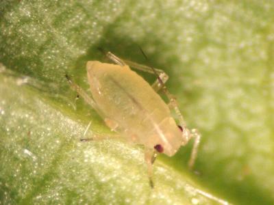 2022 Spring Home & Garden: Aphids and your plants – a winnable battle