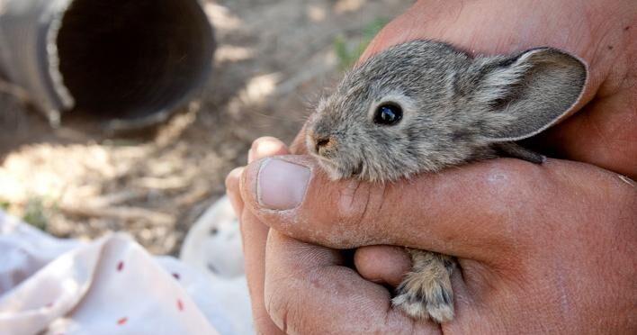Pygmy Rabbit Enemies Wildfire spared endangered pygmy rabbit population | News | qvpr.com