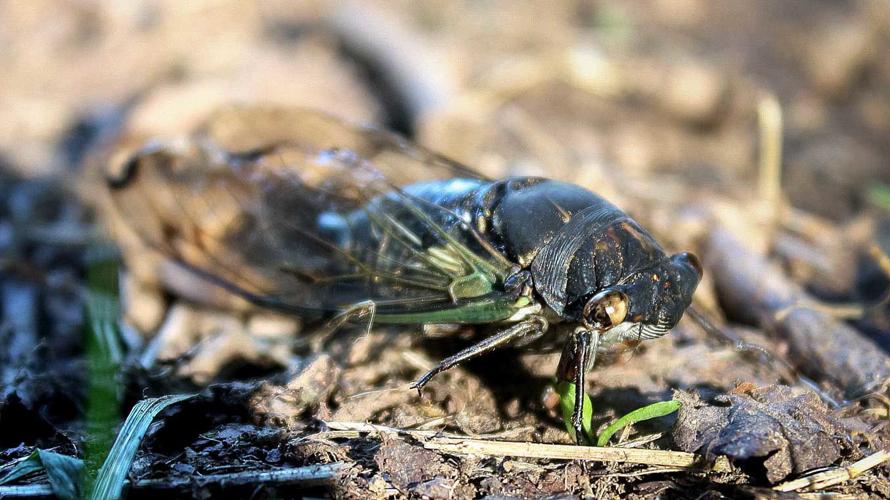 Wild Ideas: Bug music: Cicadas | Wildideas | rappnews.com