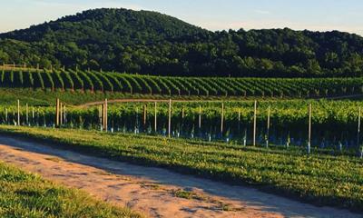 Tourists now flocking by the millions to Virginia’s wineries