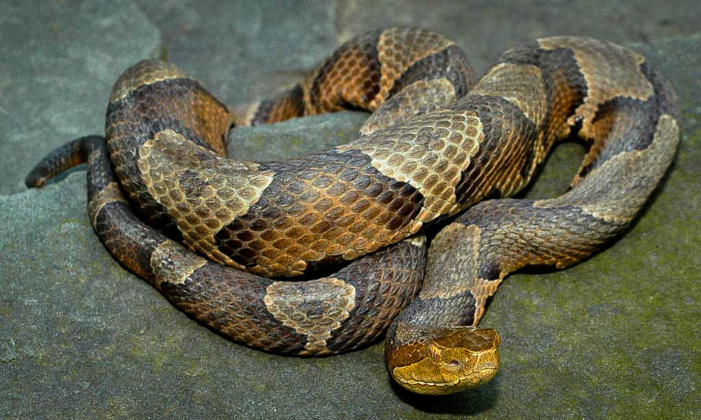 Copperhead Season What Not To Do If Bitten Features Rappnews Com