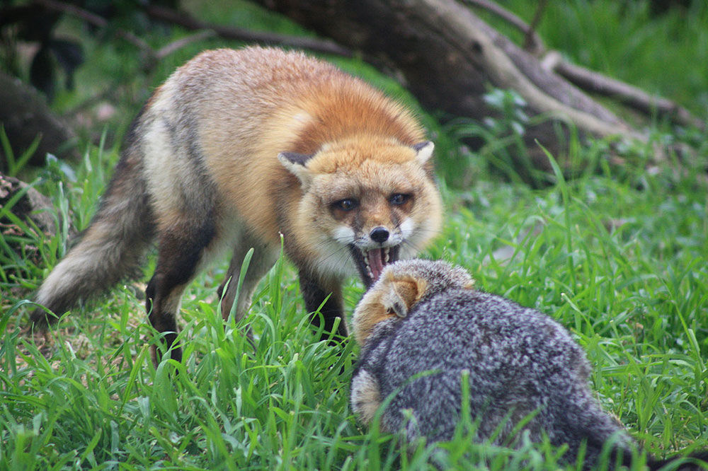 Store Virginia Red Fox