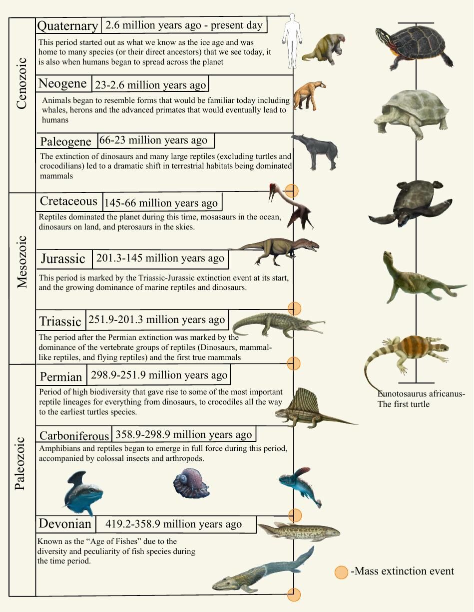 Turtles_Graphic-9.pdf