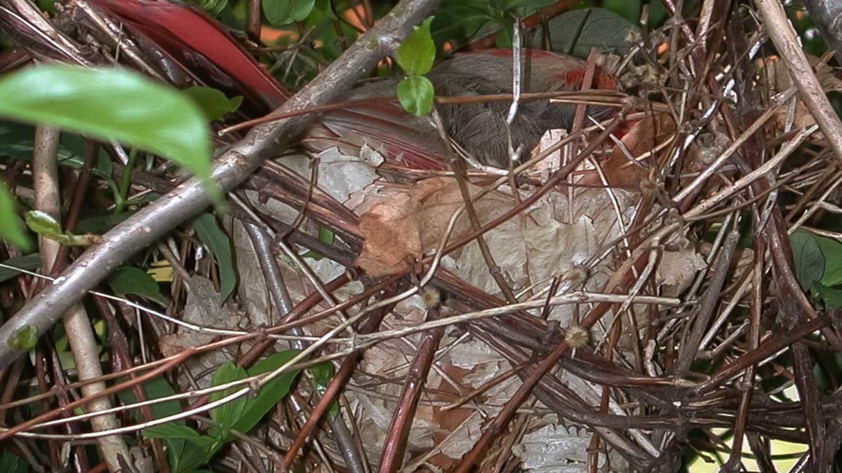Wild Ideas Finding A Cardinal Nest Wildideas Rappnews Com 9301 cardinals nest ln, austin, tx 78729.