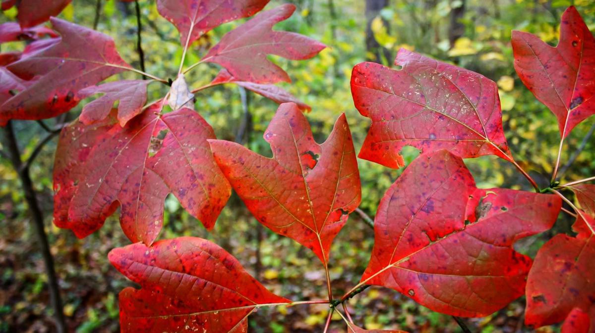 Wild Ideas: Is the record-breaking rain too much for plants ...
