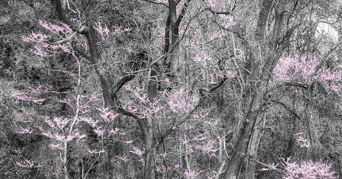 The Rapp for June 17 | The Rapp | rappnews.com