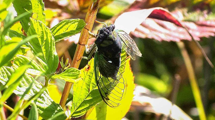 Wild Ideas: Bug music: Cicadas, Wildideas