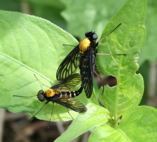 Wild Ideas: The sartorial splendor of the golden-backed snipe fly