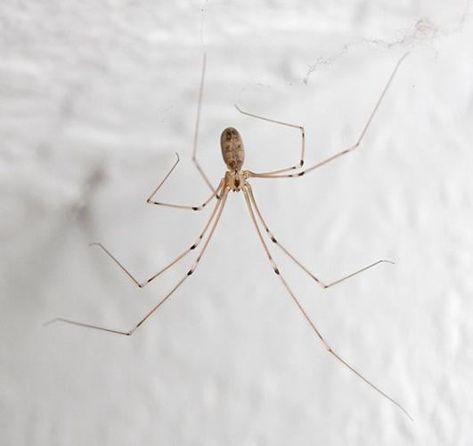 Female daddy long legs spider pholcus hi-res stock photography and
